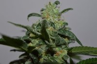 Grapefruit Feminised Seeds