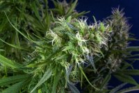 Lemon Heaven Feminised Seeds