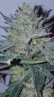 Blue Fire Feminised Seeds
