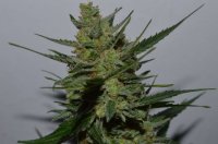 UK Blues Feminised Seeds