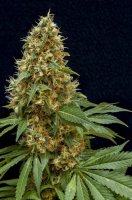 Dreamy Widow Feminised Seeds