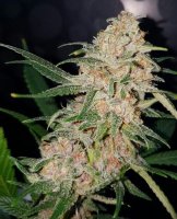 Girl Scout Cookies Feminised Seeds