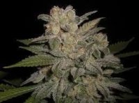 NL #5 X Big Bud #1 Auto Feminised Seeds