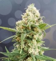 Pineapple Auto Feminised Seeds