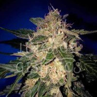 Amnesia Auto Feminised Seeds