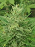 Caramel Creme Auto Feminised Seeds