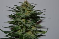 BlackBerry Auto Feminised Seeds