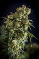 NL #5 Auto Feminised Seeds