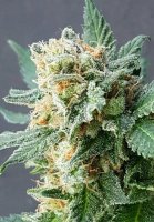 Grapefruit Auto Feminised Seeds