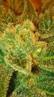Holy Bubba Regular Seeds
