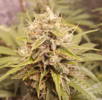 Deluxe Orange Regular Seeds