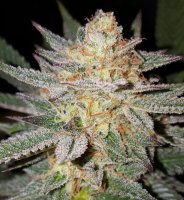 Sour Grape Regular Seeds