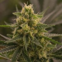 Harlequin X Super Sour Diesel Regular Seeds