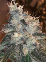 Candy Glue Regular Seeds