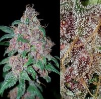 Orange Purple Berry Regular Seeds