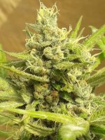 Girl Scout Cookies Auto Feminised Seeds