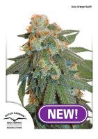 Orange Bud Auto Feminised Seeds