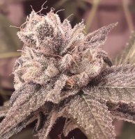 Shabba Love CBD Feminised Seeds