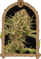 Herz OG Feminised Seeds