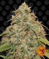 (Bild für) Lemon Potion CBD Auto Feminised Seeds