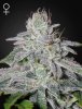 (Bild für) Franco'S Lemon Cheese Feminised Seeds
