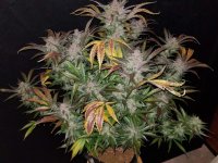 Cream Cookies Auto Feminisiert Saatgut