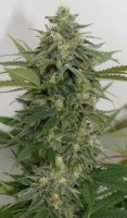 Sweet Ammo Feminised Seeds