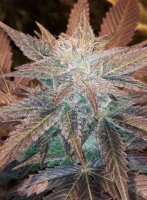 Dark Chocolate Feminised Seeds