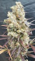 Black Devil'S OG Feminised Seeds
