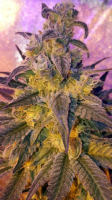 Sweet Peach Feminised Seeds