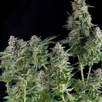 Northern Lights CBD Feminised Seeds