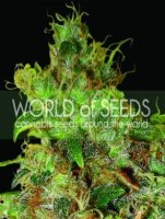 Northern Light X Skunk Feminised Seeds