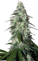 Pulsar Feminised Seeds
