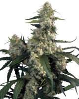 Quasar Feminised Seeds