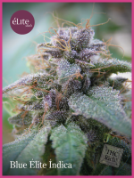 Blue Elite Indica Feminised Seeds