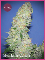 Mota Khan Afghani Feminised Seeds