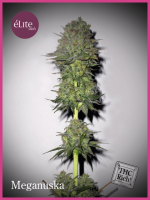 Meganuska Feminised Seeds