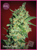 Banana Joint Feminised Seeds