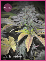 Early Widow Feminised Seeds