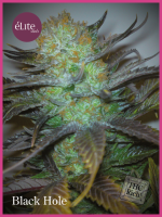 Black Hole Feminised Seeds