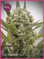 La Katana Feminised Seeds