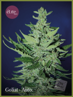 Goliath Auto Feminised Seeds