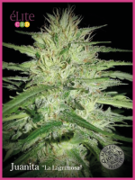 Juanita La Lagrimosa CBD Feminised Seeds