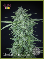 Llimonet Haze CBD Auto Feminised Seeds