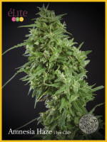 Amnesia Haze Ultra CBD Feminised Seeds