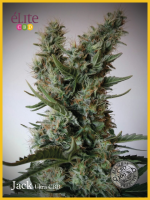 Jack Ultra CBD Feminised Seeds
