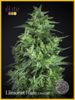 Llimonet Haze Ultra CBD Feminised Seeds