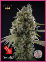 Solodiol Classic CBD Feminised Seeds