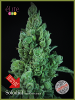 Solodiol CBD Auto Feminised Seeds