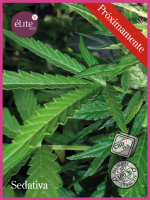 Sedativa CBDV:CBD Feminised Seeds